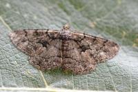 Peribatodes ilicaria ilicaria