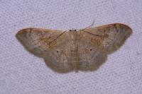 Idaea degeneraria