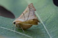 Ennomos fuscantaria