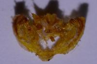 Ennomos fuscantaria