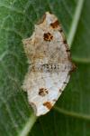 Macaria notata