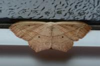 Scopula imitaria