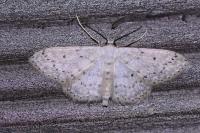 Idaea seriata