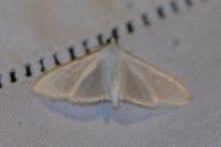 Palpita vitrealis