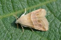 Eublemma parva