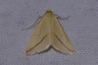 Rhodometra sacraria