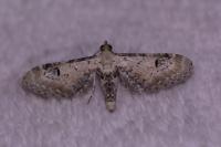 Eupithecia centaureata