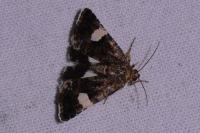 Tyta luctuosa