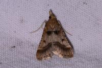 Stemmatophora brunnealis