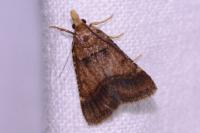 Stemmatophora brunnealis