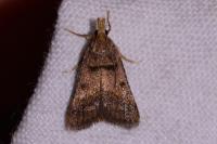 Stemmatophora brunnealis