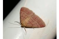 Scopula rubiginata