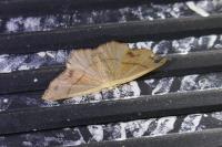 Cyclophora punctaria