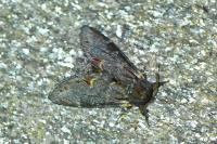 Notodonta dromedarius