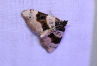 Cosmorhoe ocellata