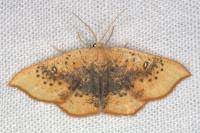 Cyclophora lennigiaria