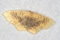 Cyclophora lennigiaria