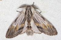 Harpyia milhauseri