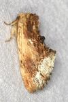 Ptilodon cucullina