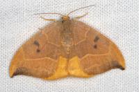Watsonalla binaria
