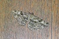 Peribatodes rhomboidaria rhomboidaria