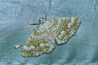 Perizoma flavofasciata