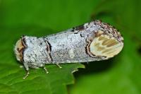 Phalera bucephala