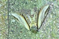 Pheosia tremula