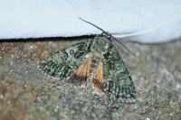 Polyphaenis sericata