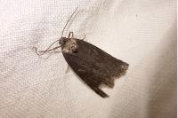 Stilbia anomala
