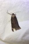 Stilbia anomala