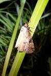 Stilbia anomala