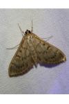 Patania ruralis