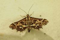 Diasemia reticularis