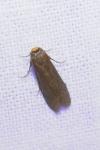 Achroia grisella