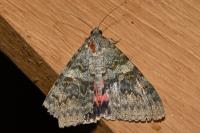 Catocala elocata