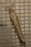 Agriphila inquinatella