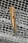 Agriphila inquinatella