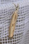 Agriphila inquinatella