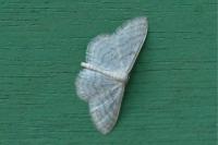 Idaea subsericeata