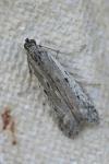 Phycitodes