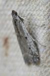 Phycitodes