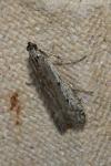 Phycitodes