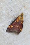 Pyrausta aurata