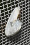 Cilix glaucata
