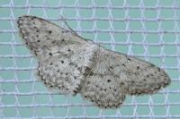 Idaea seriata