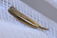 Agriphila selasella