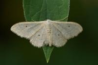 Idaea straminata
