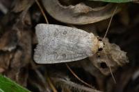 Hoplodrina ambigua