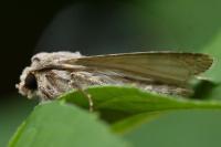Agrotis segetum